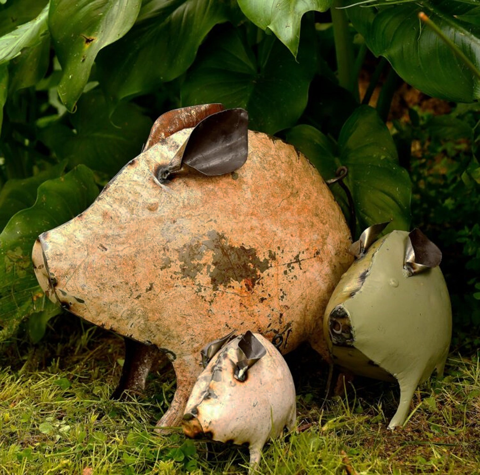 Cochons / Ânes