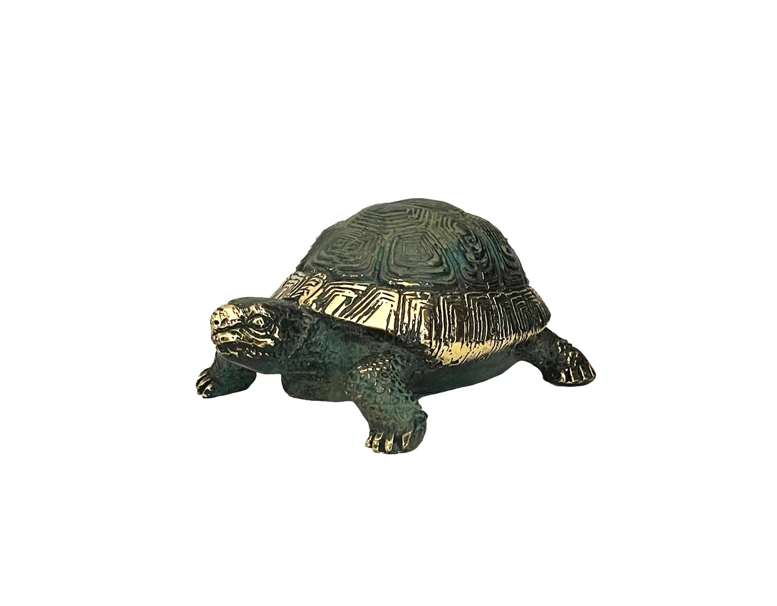 Tortue d'Hermann