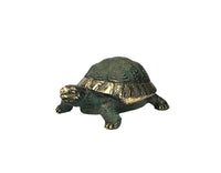 Tortue d'Hermann