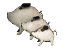 Cochons Blancs