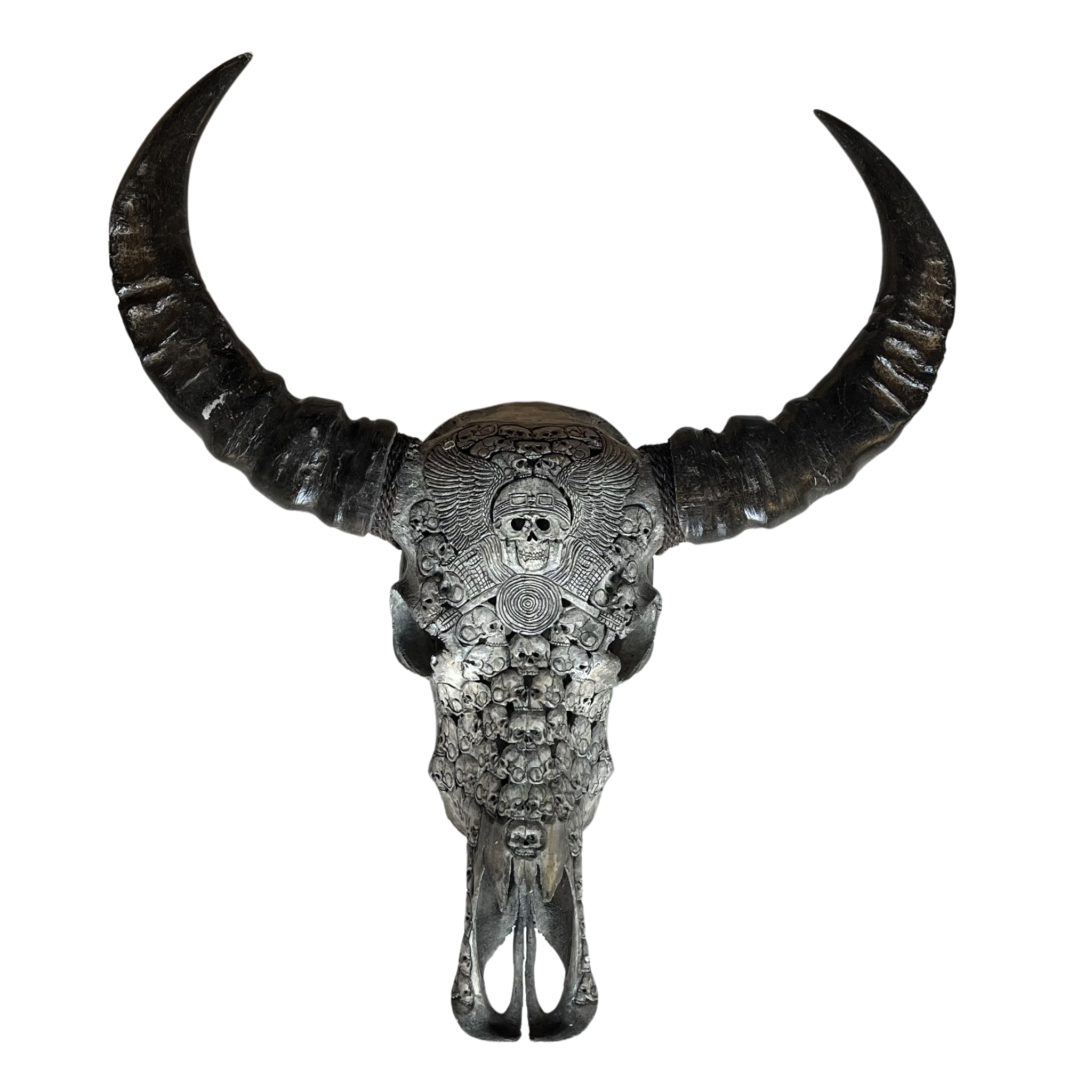 Tête de Buffle Crâne Gris