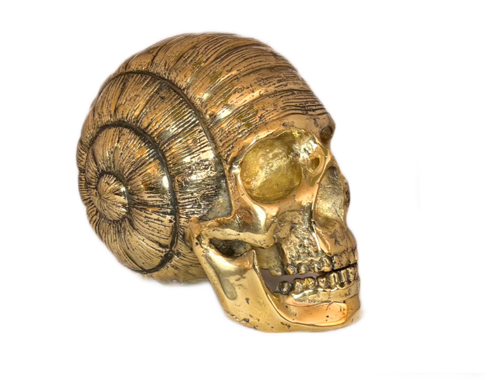 Crâne Escargot