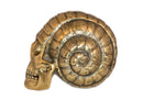 Crâne Escargot