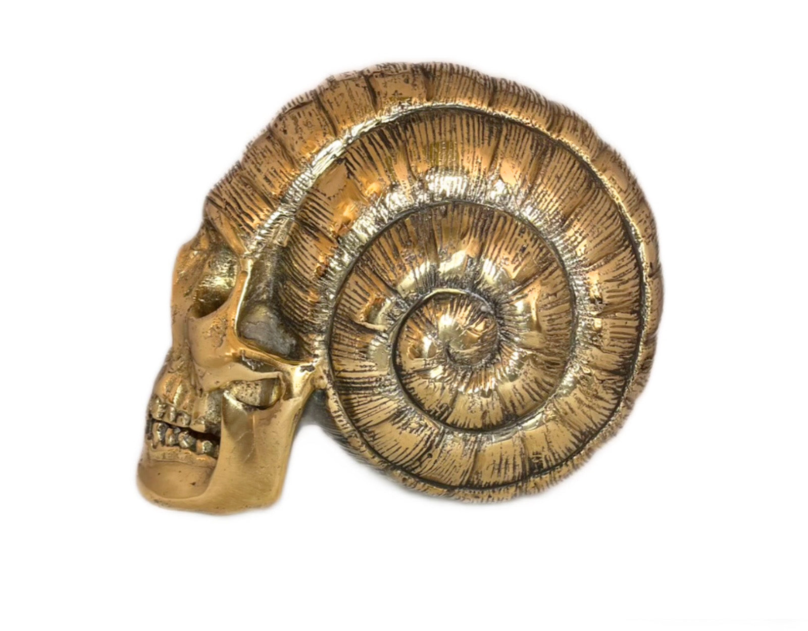 Crâne Escargot