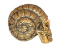 Crâne Escargot