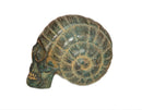Crâne Escargot