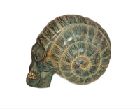 Crâne Escargot